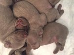 Cuccioli Weimaraner - Foto n. 7