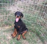 Cuccioli di Dobermann - Foto n. 1