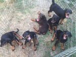 Cuccioli di Dobermann - Foto n. 2