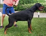 Cuccioli di Dobermann - Foto n. 3