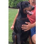 Dobermann per Monte