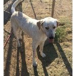 Cucciolone Incrocio Labrador a pois in Adozione