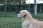 Cucciola Golden Retriever 7 Mesi