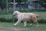 Cucciola Golden Retriever 7 Mesi - Foto n. 2