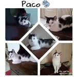 Paco, 1 anno e Mezzo, Sterilizzato, in Adozione