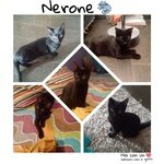 Nerone, tre mesi e Mezzo, in Adozione