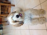 🐶 Irish Soft Coated Wheaten Terrier maschio di 12 anni e 7 mesi in adozione a Stia (AR) da privato