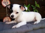 Chihuahua Cuccioli - Foto n. 1