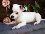 Chihuahua Cuccioli