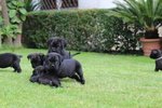 Cuccioli di cane Corso (all.to Riconosciuto) - Foto n. 1