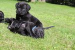 Cuccioli di cane Corso (all.to Riconosciuto) - Foto n. 2