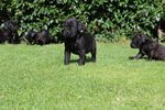 Cuccioli di cane Corso (all.to Riconosciuto) - Foto n. 4