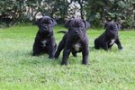 Cuccioli di cane Corso (all.to Riconosciuto) - Foto n. 6