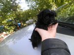 Cuccioli Incroci Maltese e Yorkshire ( Nero) - Foto n. 2