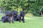 Cuccioli di cane Corso (all.to Riconosciuto) - Foto n. 8