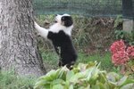 Australian Shepherd Cuccioli