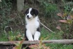 Australian Shepherd Cuccioli - Foto n. 3