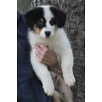 Australian Shepherd Cuccioli - Foto n. 4