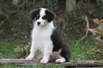 Australian Shepherd Cuccioli - Foto n. 5