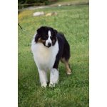 Australian Shepherd Disponibile per Monte