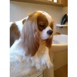 Cavalier King - Foto n. 2