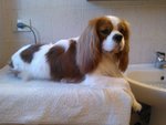 Cavalier King - Foto n. 3