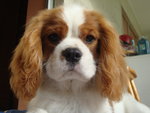 🐶 Cavalier King maschio di 11 anni e 8 mesi in accoppiamento a Taranto (TA) e in tutta Italia da privato