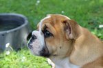 Bulldog Inglese a Mantova con Pedigree