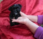 Cuccioli Incroci Maltese e Yorkshire ( Nero) - Foto n. 3