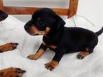 Pinscher nero Focato