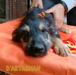 D'artagnan, Tenero Cucciolotto - Foto n. 3