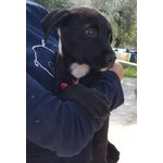 Narciso, Simil Boxerino Labrador