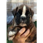 Cuccioli Boxer - Foto n. 2