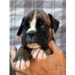 Cuccioli Boxer - Foto n. 3