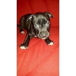 Cuccioli American Staffordshire