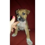 Cuccioli American Staffordshire - Foto n. 4