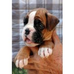 Cuccioli Boxer