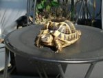 Tartaruga di Terra - Foto n. 1
