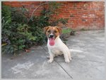 Jack Russel Terrier