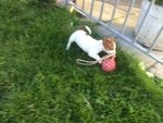 Cuccioli di jack Russell