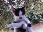 8 Gattini Fantastici Vogliono Padroncini Amorevoli - Foto n. 2