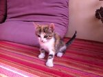 8 Gattini Fantastici Vogliono Padroncini Amorevoli - Foto n. 1