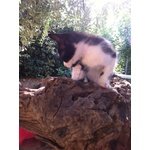 8 Gattini Fantastici Vogliono Padroncini Amorevoli - Foto n. 4