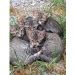 8 Gattini Fantastici Vogliono Padroncini Amorevoli - Foto n. 5