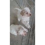 4 Cuccioli Lagotto Romagnolo Delle Farnie - Foto n. 3