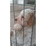 4 Cuccioli Lagotto Romagnolo Delle Farnie - Foto n. 5