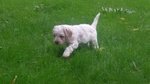 4 Cuccioli Lagotto Romagnolo Delle Farnie - Foto n. 6