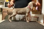 Cuccioli Weimaraner