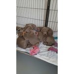 Cuccioli Weimaraner - Foto n. 2