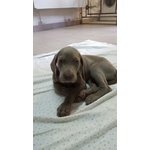 Cuccioli Weimaraner - Foto n. 4